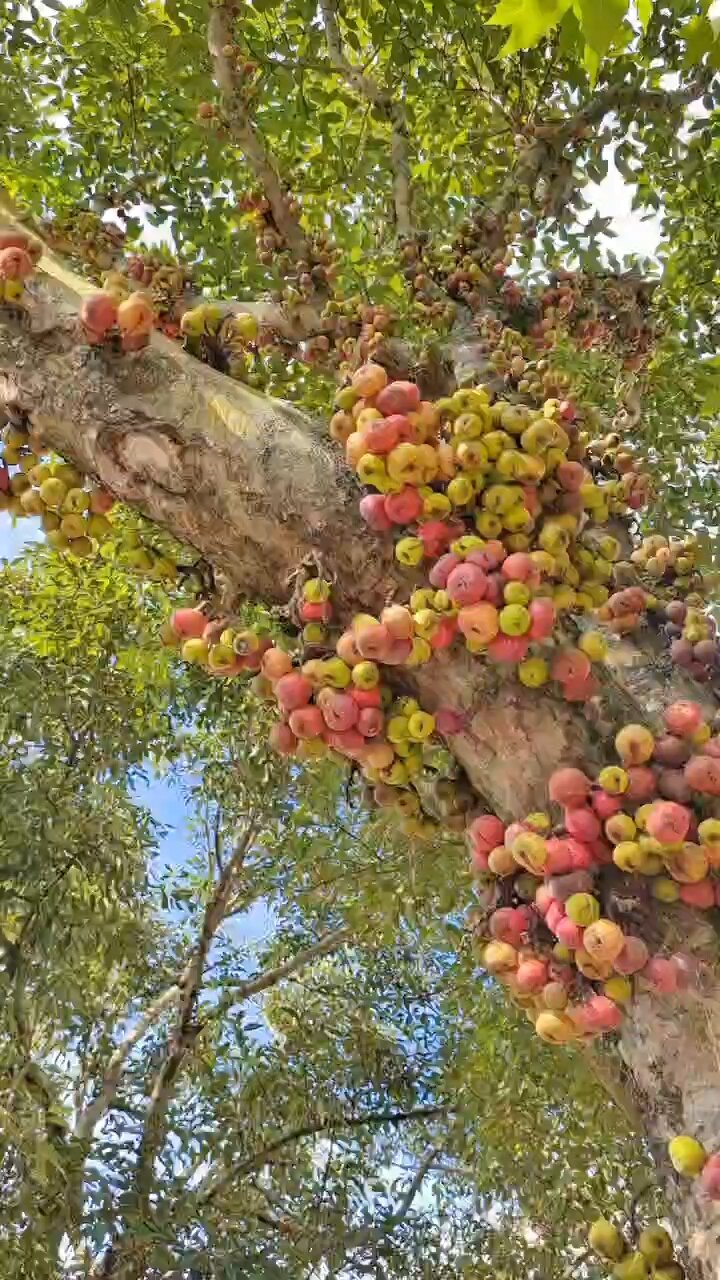 细叶榕树果实图片