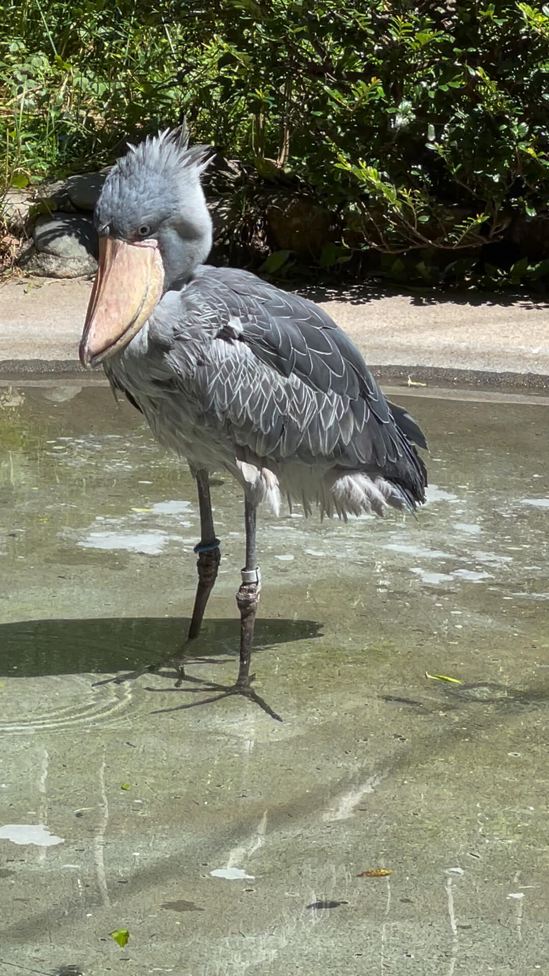 ueno zoo 终于见到心心念念的鲸头鹳!好可爱!