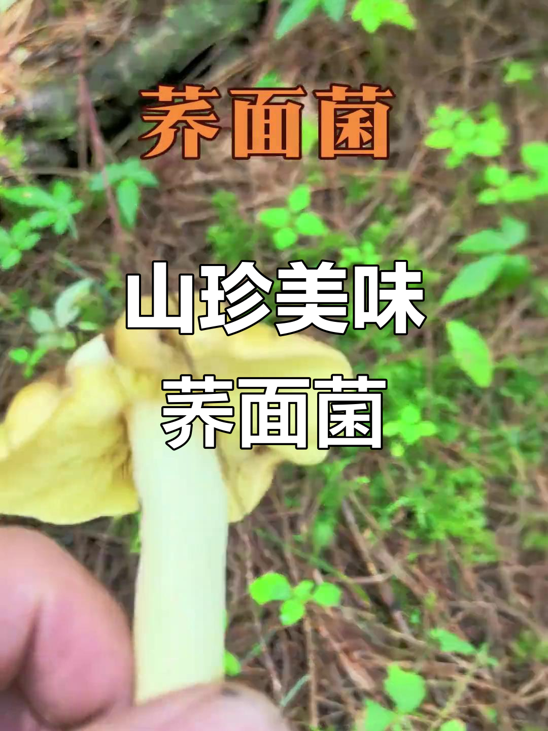 荞面菌藏匿松树间,鲜美独特,堪称山珍