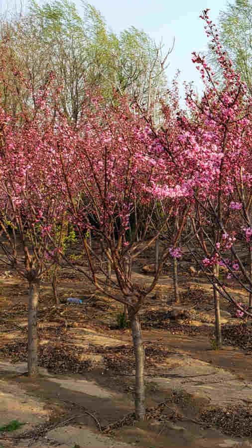 成片重瓣红叶榆叶梅