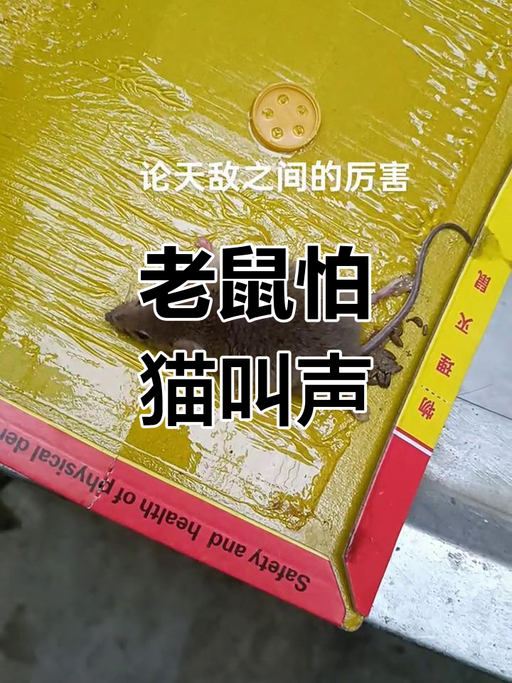 猫叫声让老鼠更害怕,真不讨人喜欢