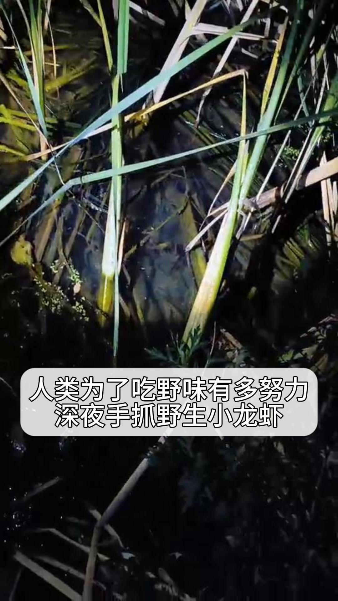 人类为了吃野味有多努力?深夜手抓野生小龙虾