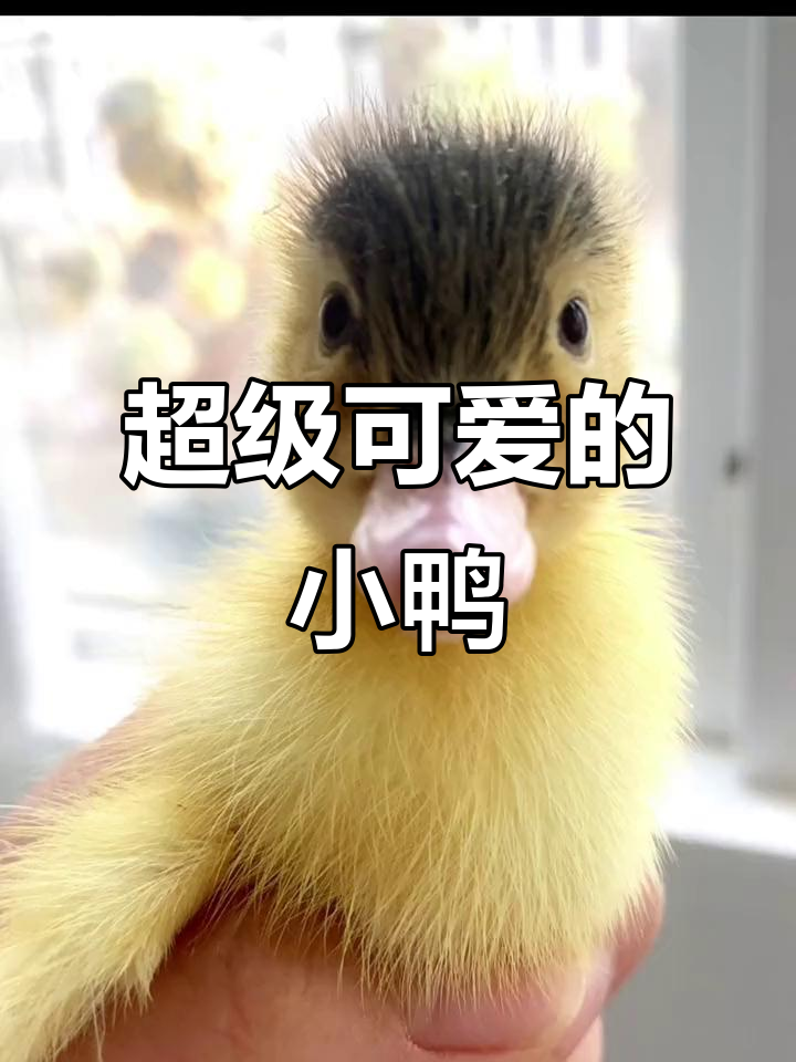 小鸭子嘎嘎叫,太可爱了!