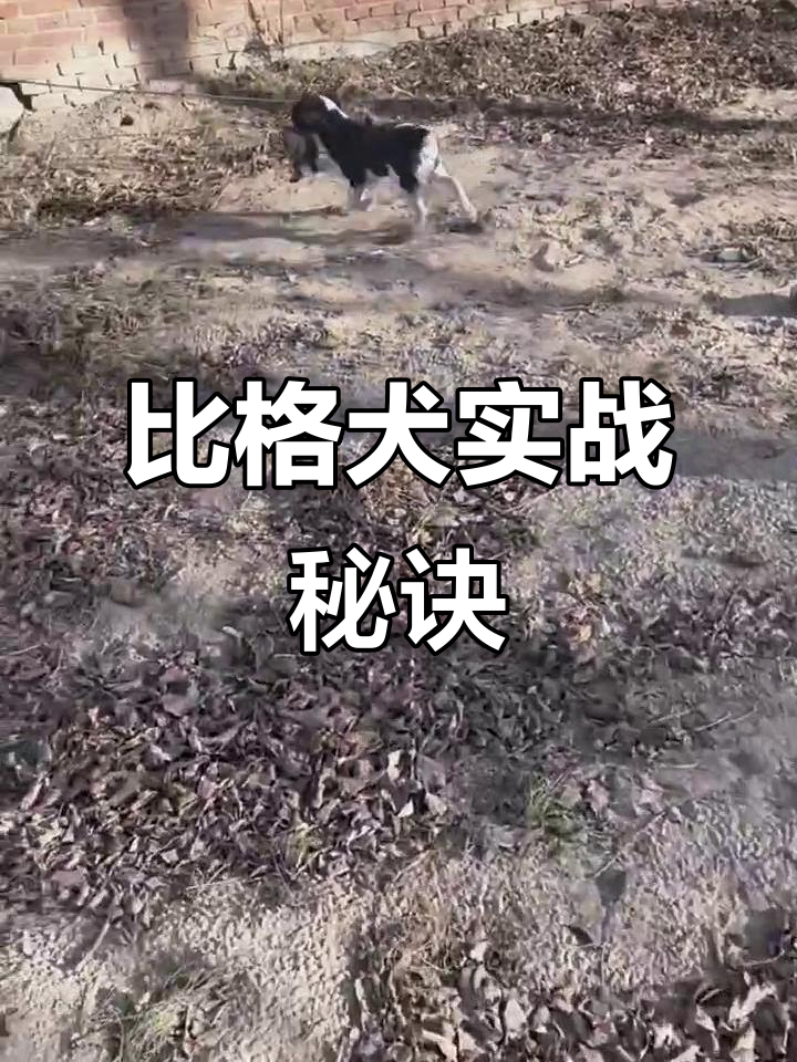 户外训练比格犬,实战技巧大揭秘!