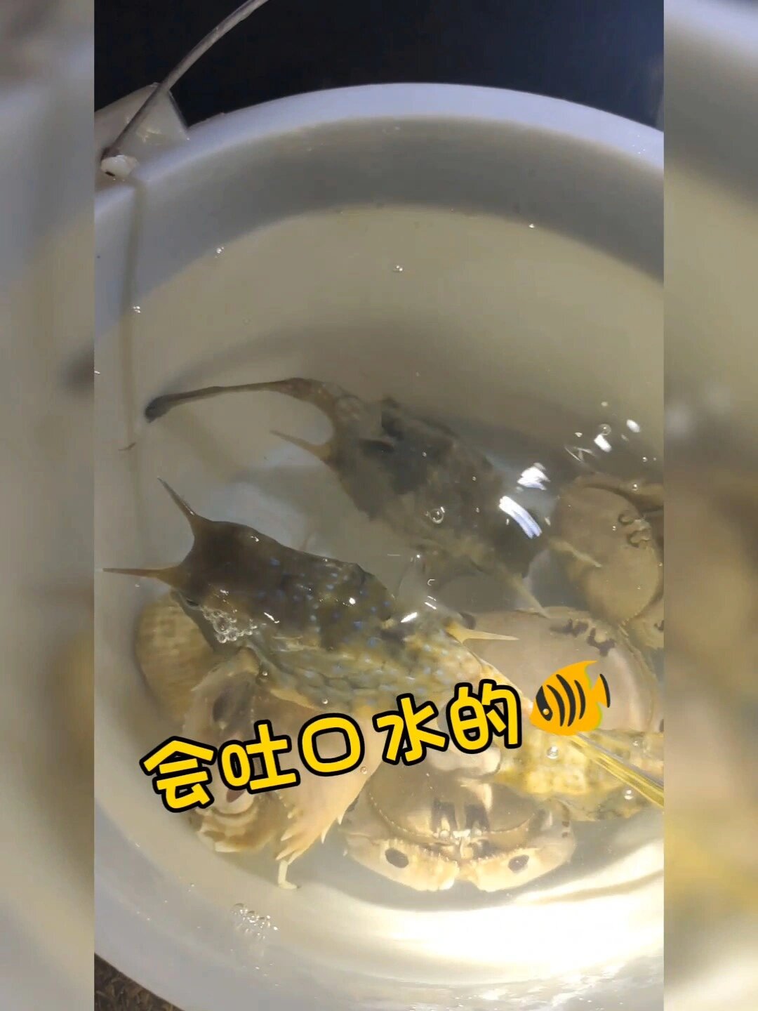 会吐口水的和会喷水的蟹
