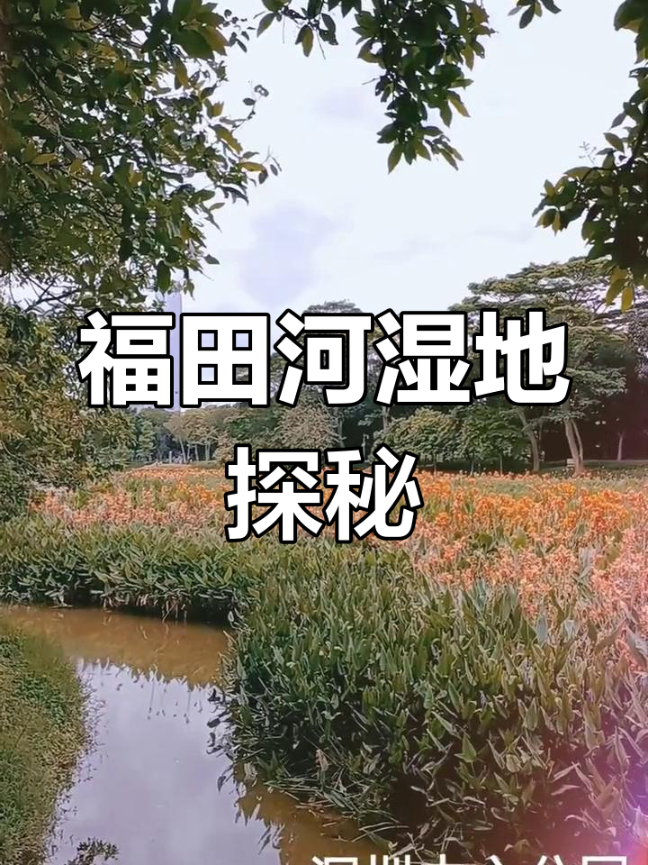 深圳福田河湿地:人工生态与自然美景的完美融合