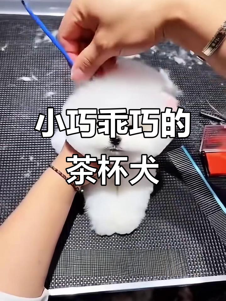 茶杯犬:听话又小巧,成年才3斤左右