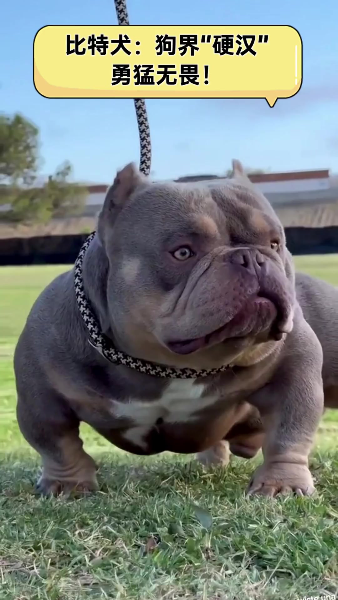 比特犬:狗界"硬汉",勇猛无畏!