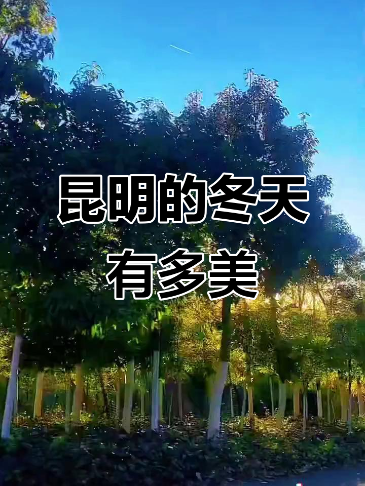 昆明冬日美景,美得让人心动!