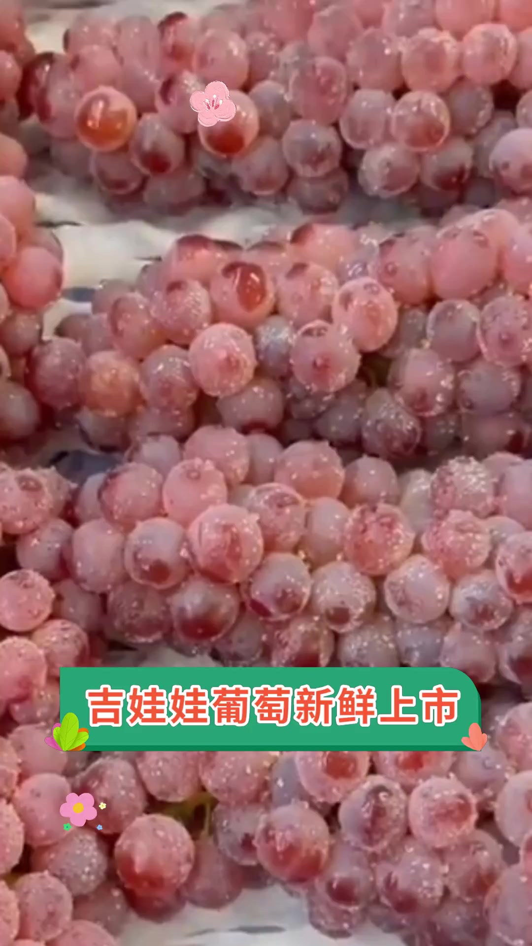 吉娃娃葡萄新鲜上市