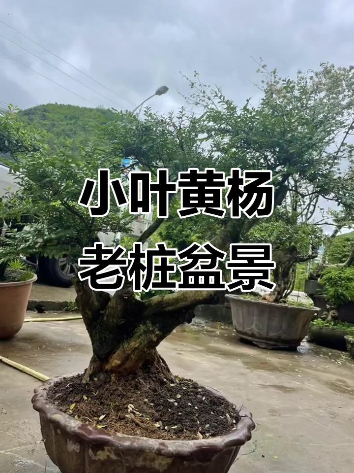 湖北小叶黄杨老桩盆景,古朴雅致,韵味十足