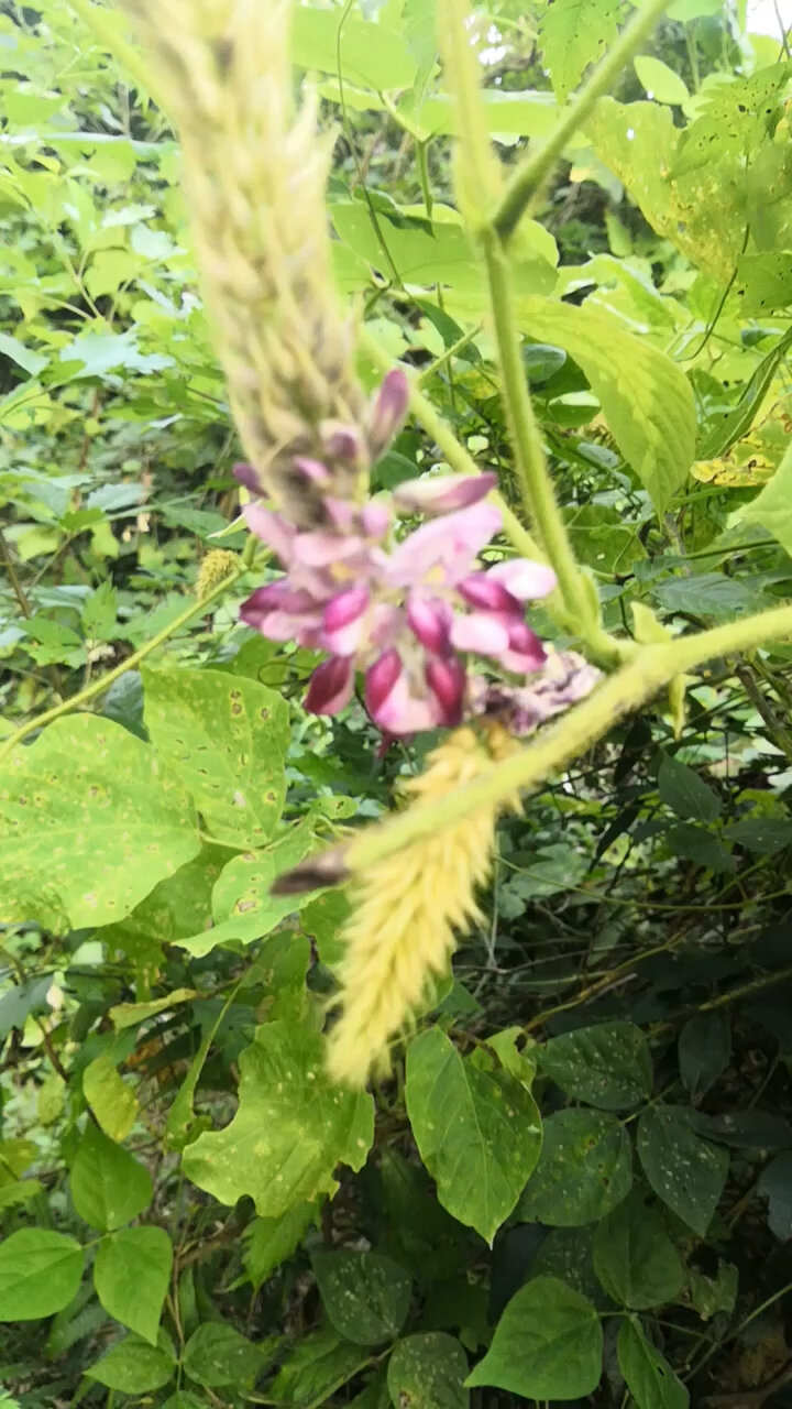 神奇的民间中草药:葛根花