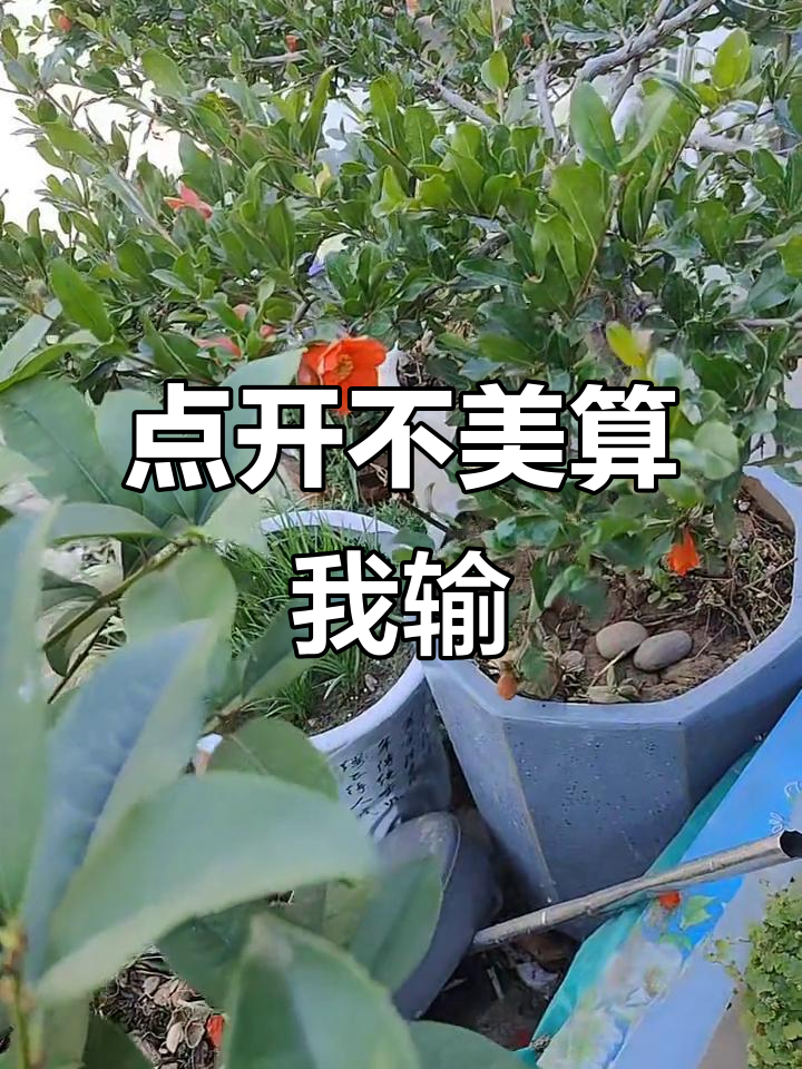 看看会抖音吗=看抖音看的意思