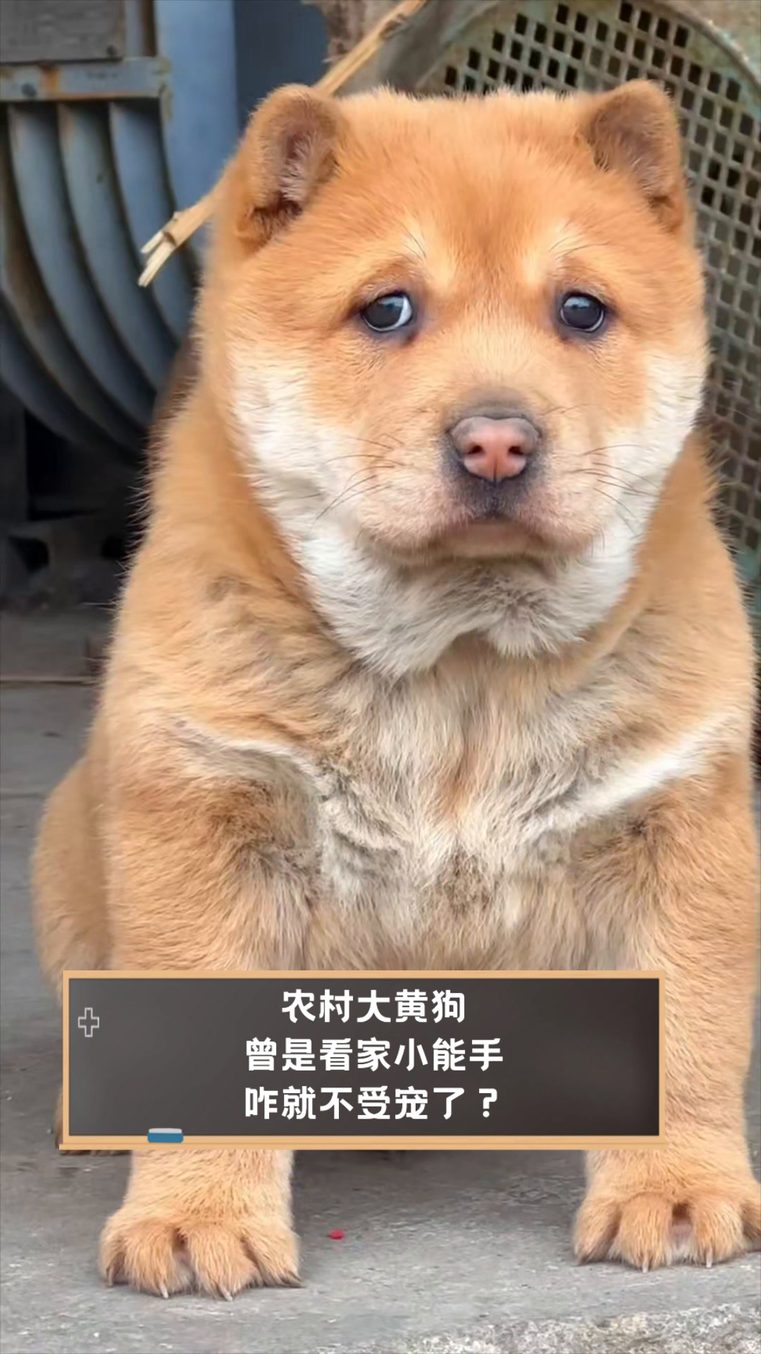 农村大黄狗,曾是看家小能手,咋就不受宠了?