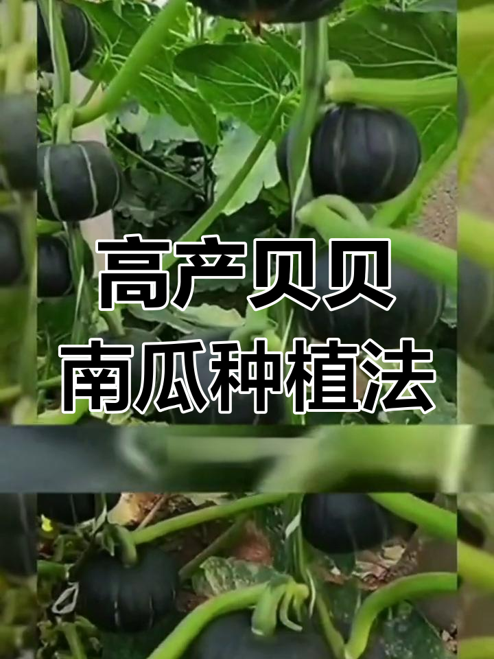 种南瓜步骤图片