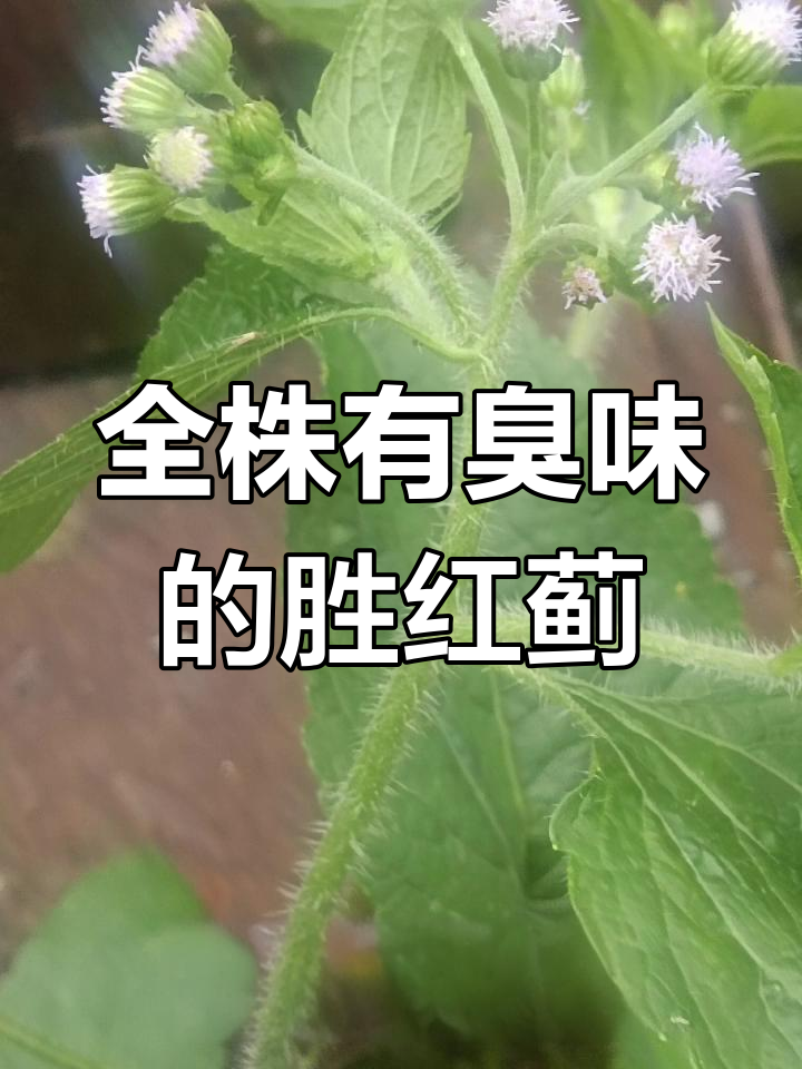一年生草本植物臭草,别名众多