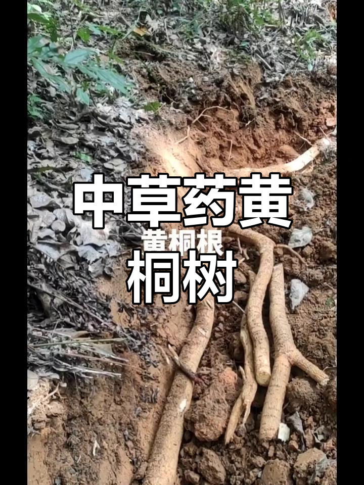 黄桐树根的神奇功效