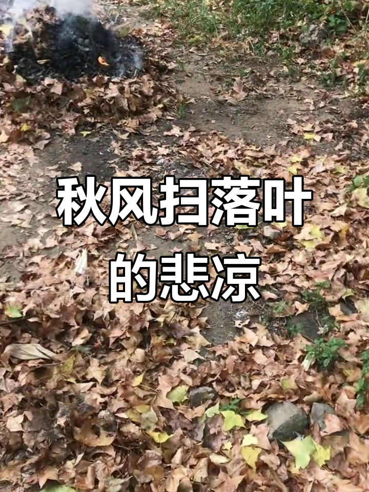 秋风吹过,落叶纷飞,田园小院里的心酸与宁静