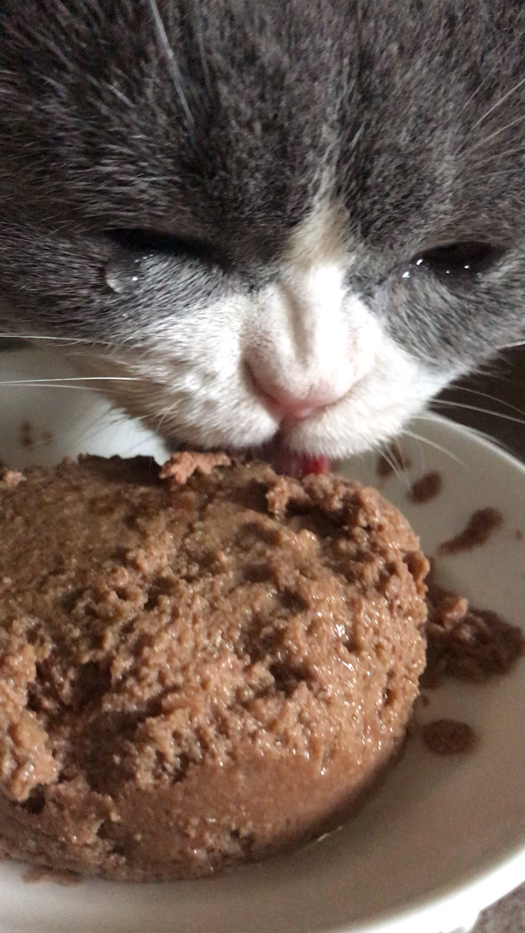 猫吃罐头流眼泪是咋回事