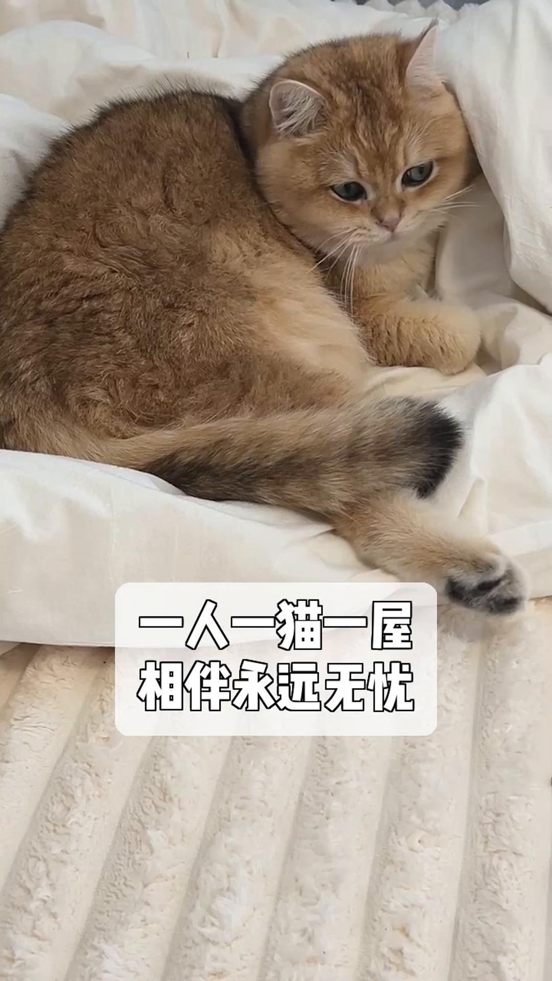 一人一猫一屋,相伴永远无忧