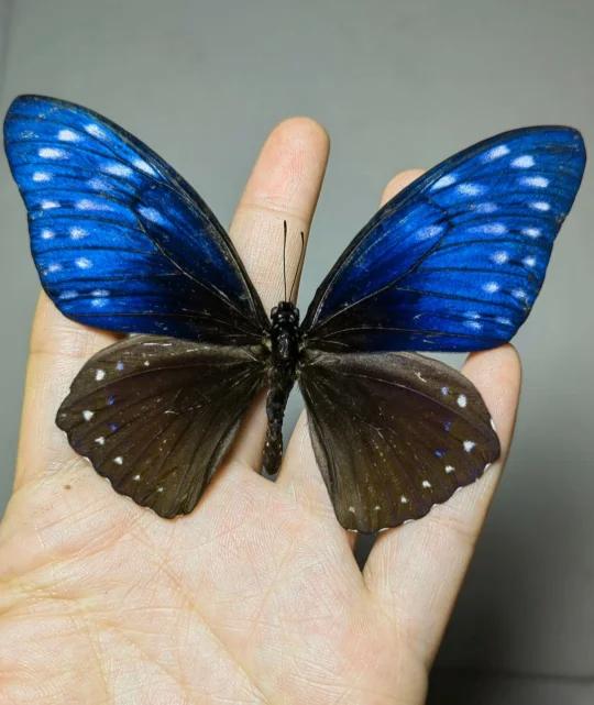 翠蓝斑凤蝶(学名:chilasa paradoxa)是属鳞翅目凤蝶科的一种大型蝴蝶