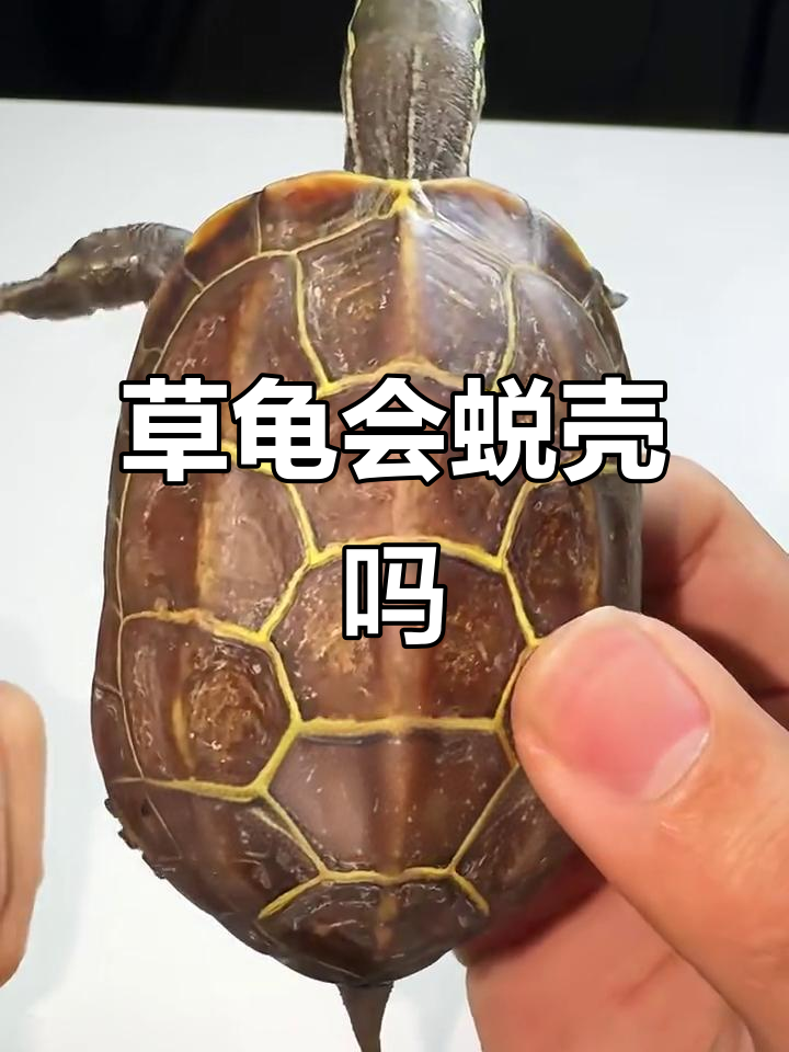 草龟蜕壳与浮甲的区别,如何判断是否正常