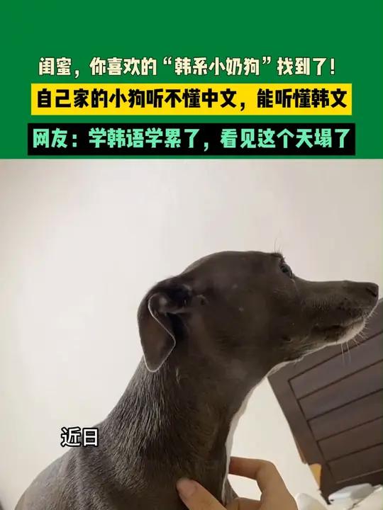 狗崽子用韩语图片