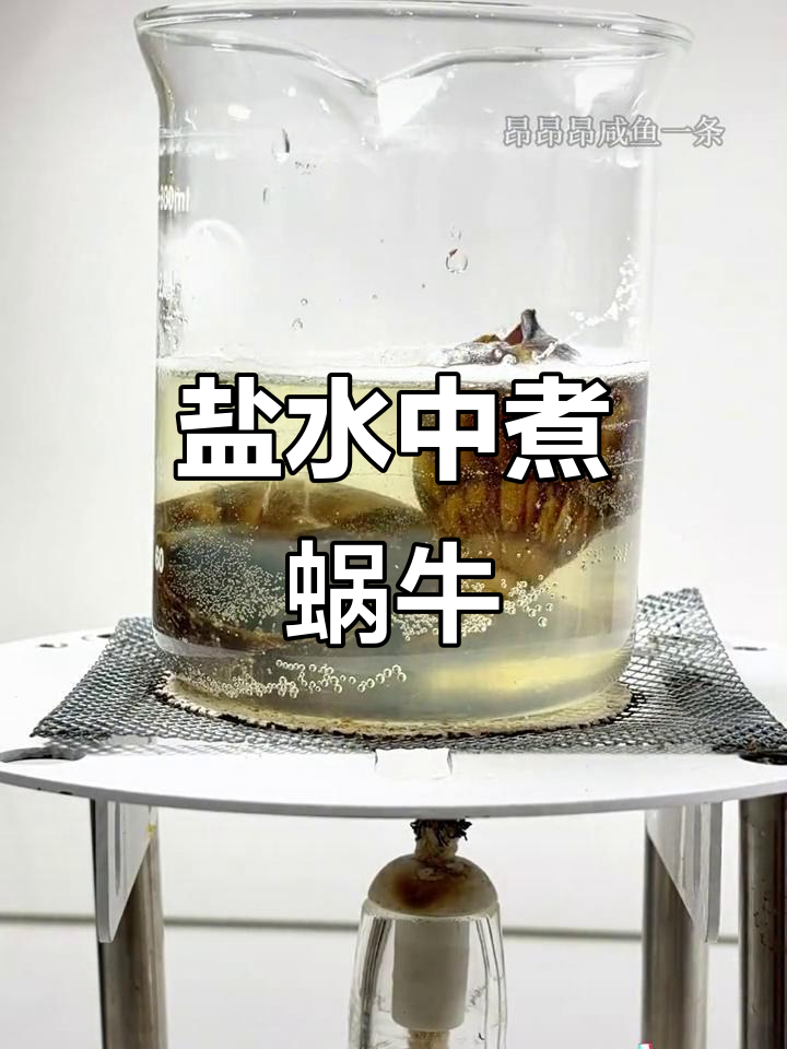 蜗牛遇到盐为什么融化 蜗牛遇到盐为什么融化