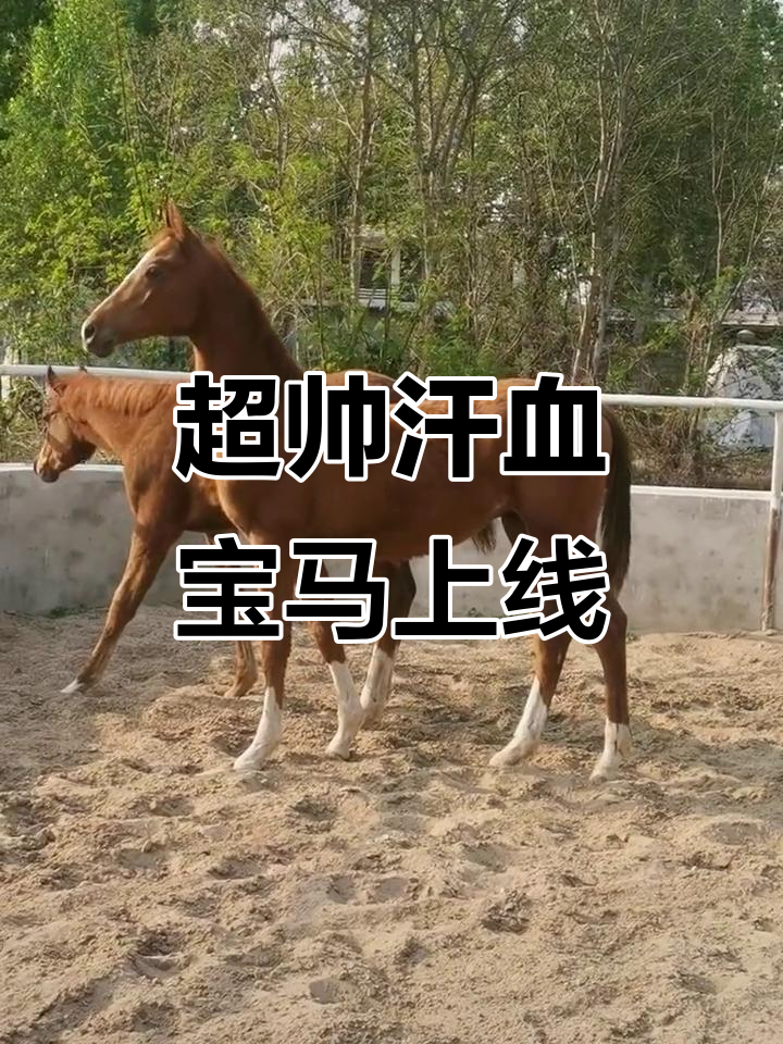 纯种汗血宝马小马驹,帅气十足,将来是我的座驾!