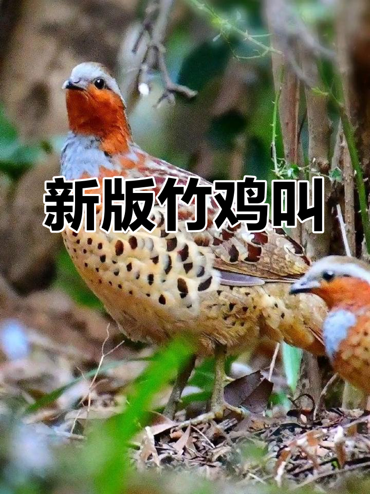 电媒竹鸡叫声大全图片