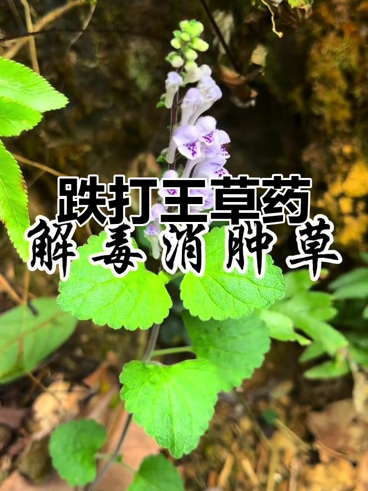 这种草被称为"跌打救星",发现别错过,赶紧采几棵备用!