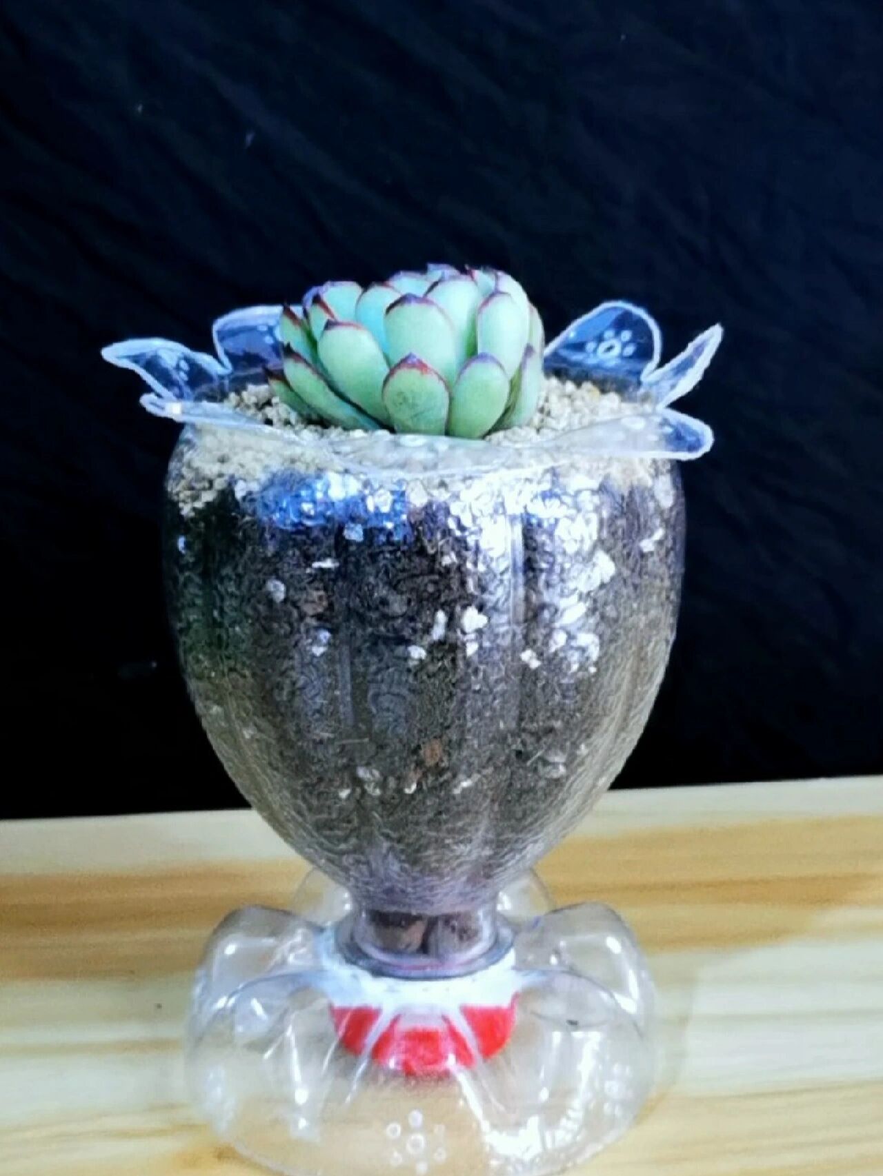 饮料瓶子也可以做漂亮的花盆哟