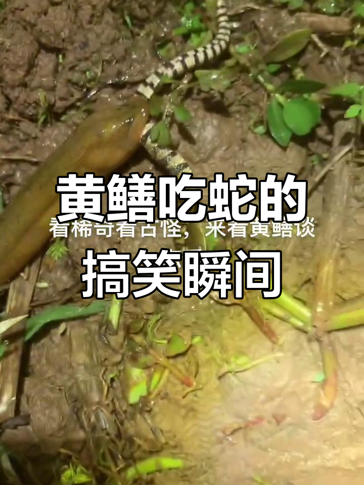 黄鳝捕食蛇,呆萌反应超有趣