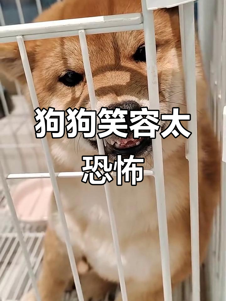 狗狗笑得太诡异,有点吓人