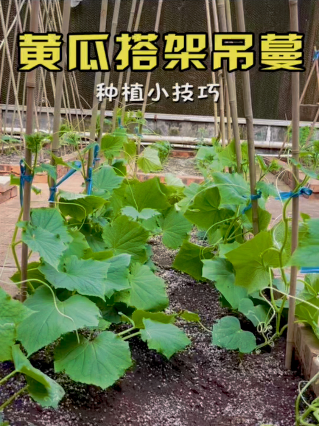黄瓜搭架小技巧