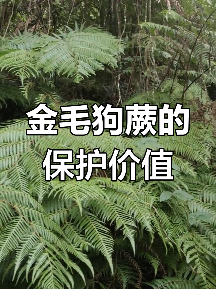 金毛蕨植物寓意图片