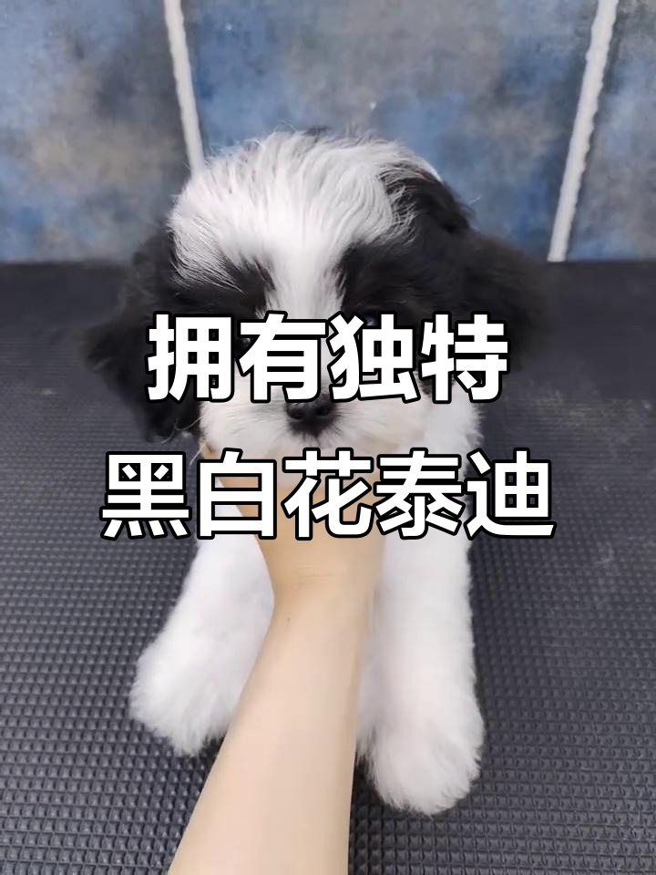 黑白花泰迪,独一无二的魅力与个性