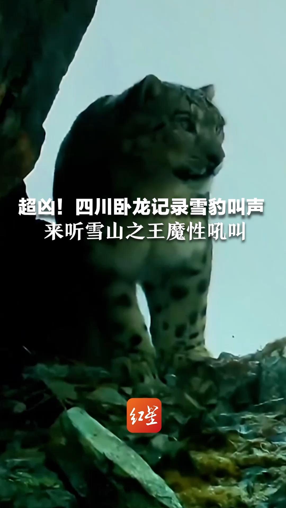 超凶!四川卧龙记录雪豹叫声 来听雪山之王魔性吼叫-度小视