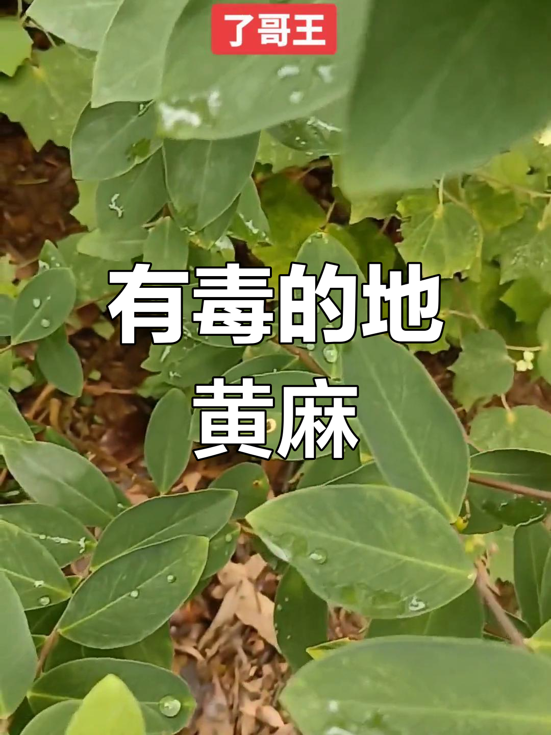 野生有毒植物图片大全图片