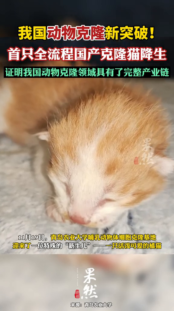 我国动物克隆新突破!首只全流程国产克隆猫降生