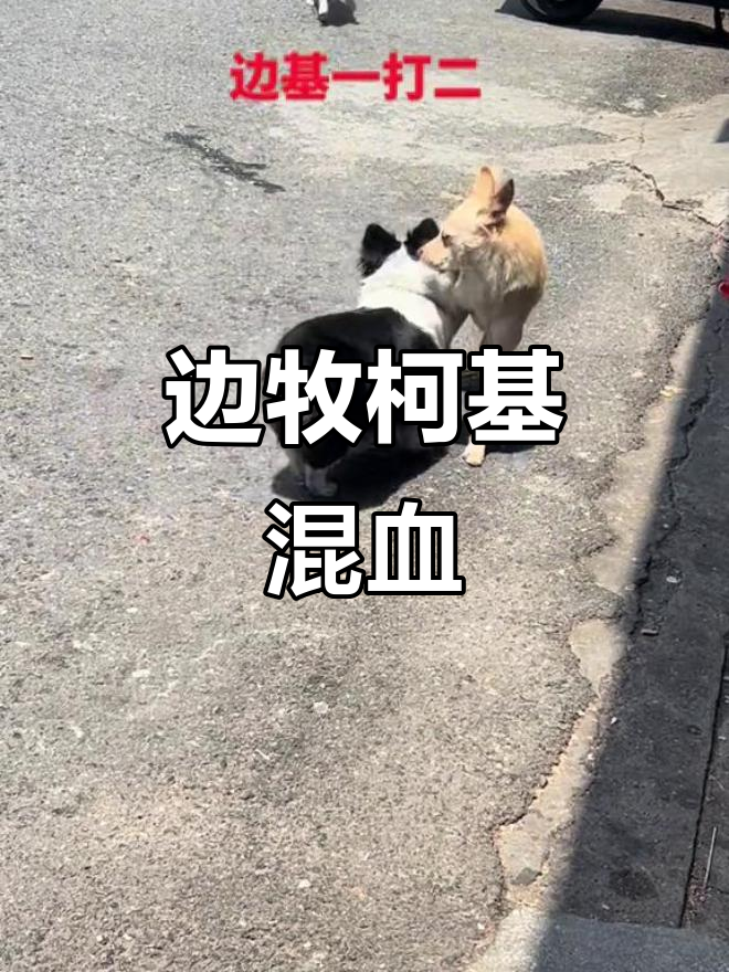 边牧柯基串串的搞笑日常,萌态十足