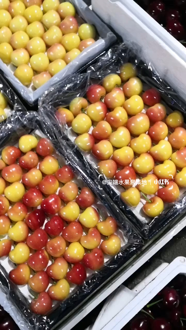 黄灯笼大樱桃品种:美国红