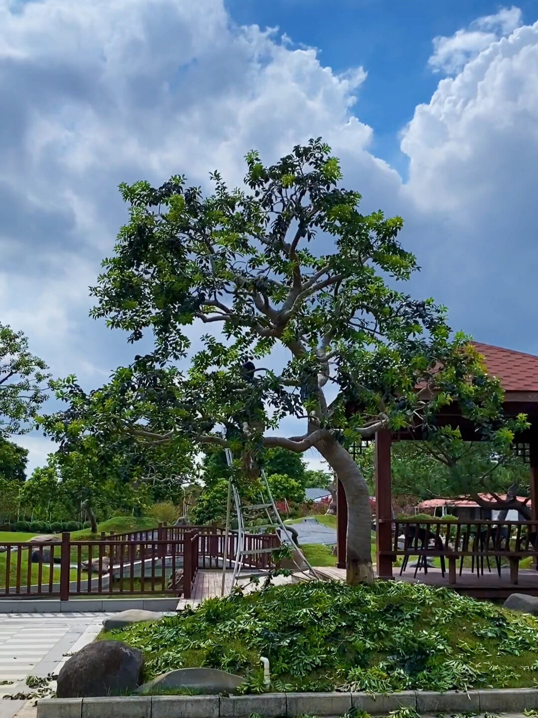 枝繁叶茂耐修剪,别墅庭院常用造型铁冬青