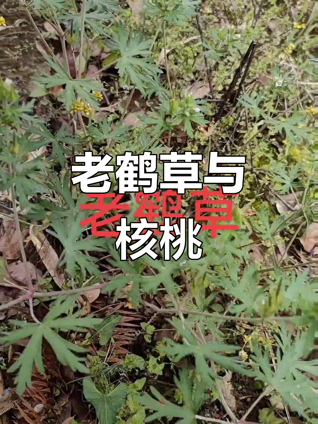 野生药材揭秘:老鹤草与核桃的独特魅力