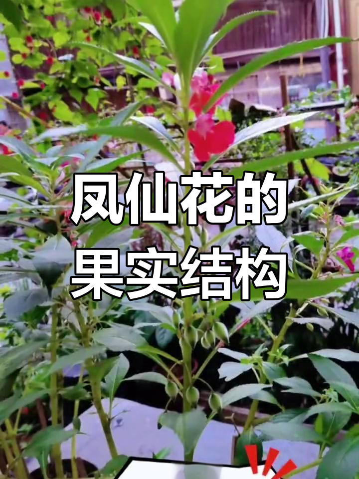 凤仙花种子的结构图图片