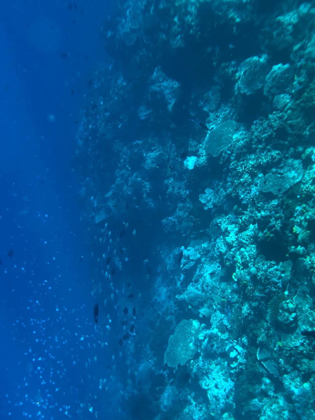 海底断崖层潜水(有深海恐惧症慎入)