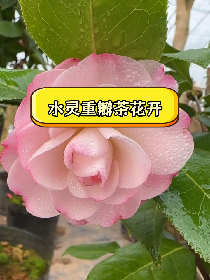 姚黄魏紫茶花全开品鉴赏