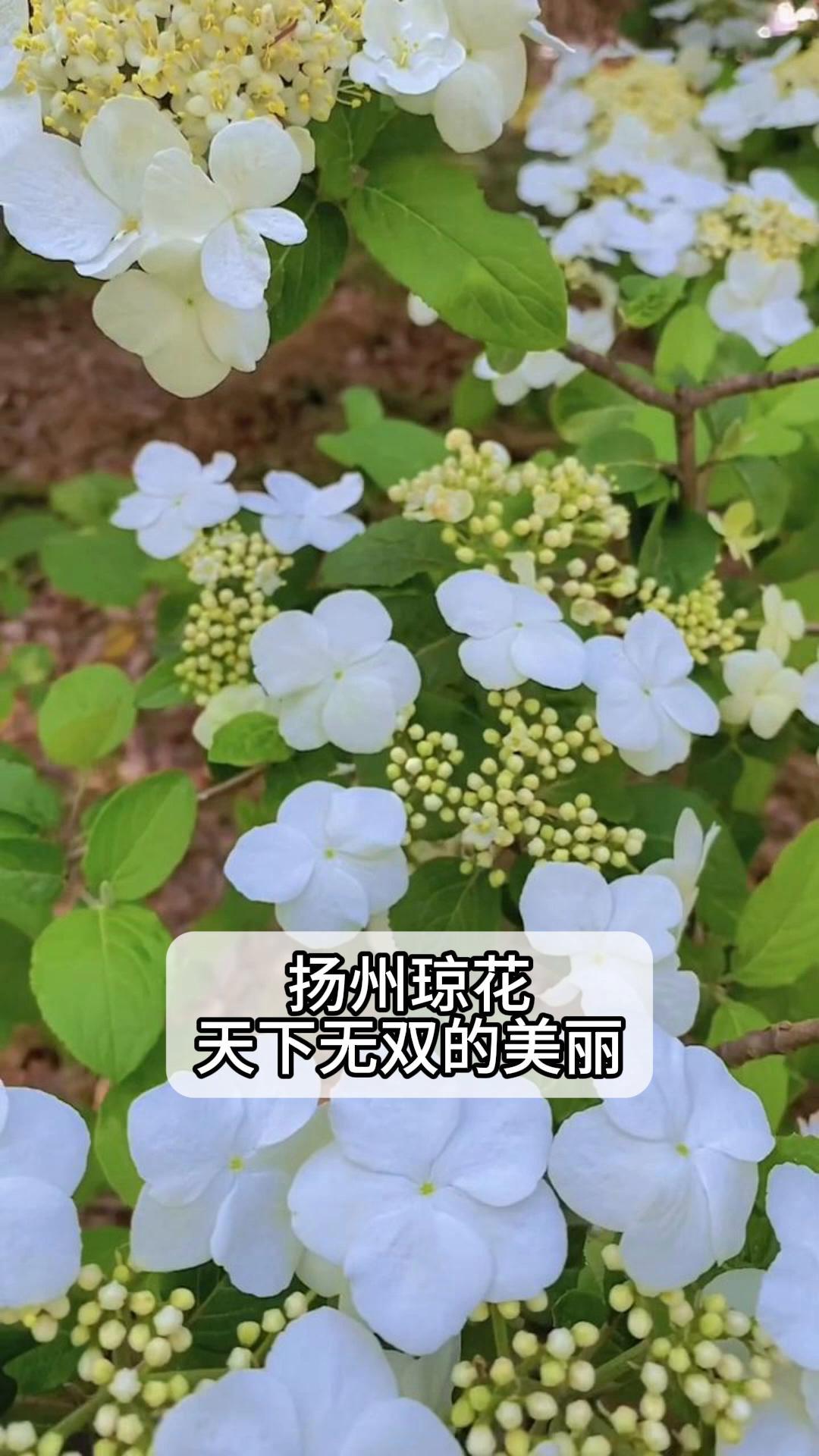 杨州琼花图片