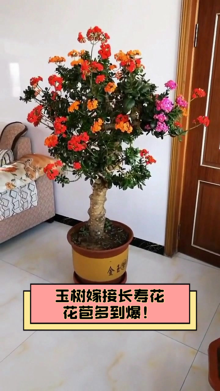 花卉嫁接图片的简单介绍 花草
嫁接图片的简单

先容
（花草嫁接技术图解） 花卉