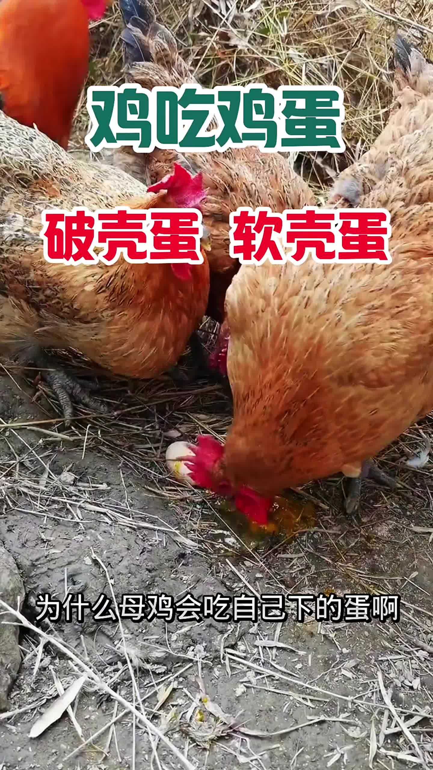 土鸡养殖技术大全视频教程(土鸡养殖技术大全视频教程下载)